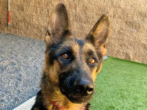 Photo of Mirabell, adoptable German Shepherd Dog in Moreno Valley, California