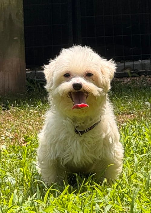 Photo of Heff (in foster), adoptable Maltese in Pottstown, Pennsylvania