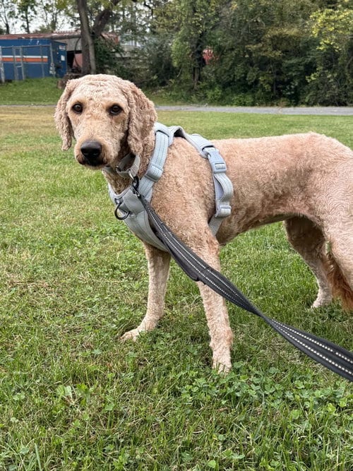 Photo of Gracie, adoptable Golden Retriever in Pottstown, Pennsylvania
