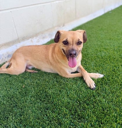 Photo of Fenix, adoptable Chihuahua, Short Coat/Mix in Bakersfield, California