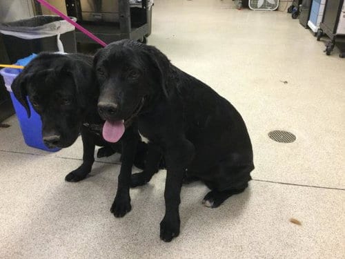 Photo of Beaux, adoptable Labrador Retriever in Riverside, California