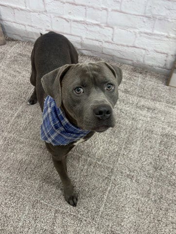 Photo of Riot, adoptable American Pit Bull Terrier in Detroit, Michigan