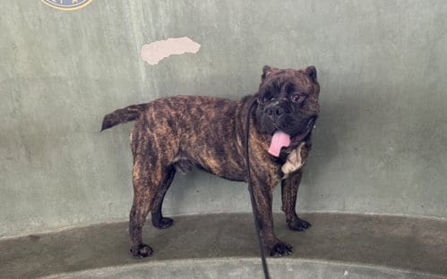 Photo of Mugzy, adoptable American Bulldog in Van Nuys, California
