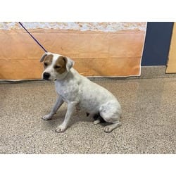 Photo of April, adoptable Terrier (Unknown Type, Medium) in Doral, Florida