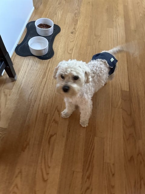 Photo of Senior Maltese and Poodle - Miniature, adoptable Maltese and Poodle - Miniature in San José, California