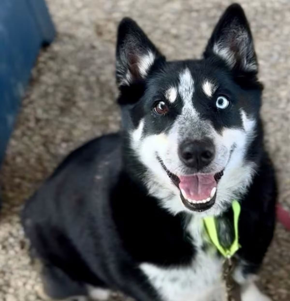 Photo of Riley, adoptable Australian Cattle Dog/German Shepherd Dog in Tucson, Arizona
