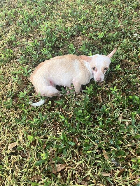 Photo of Brittany, adoptable Chihuahua in Dallas, Texas