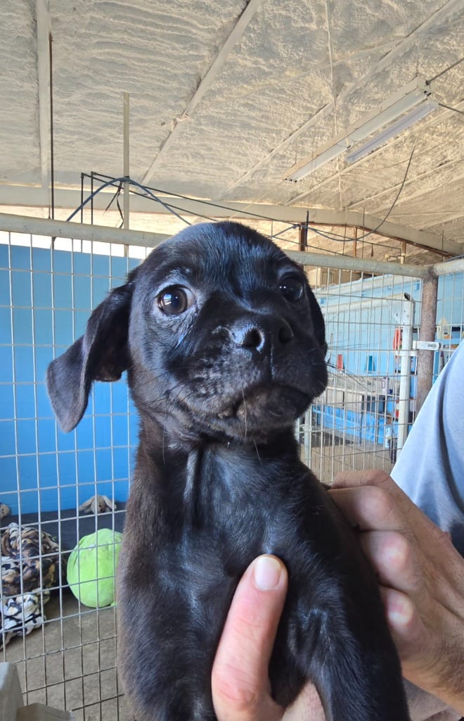 Photo of Cash, adoptable Chihuahua in Canyon Lake, Texas