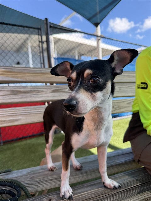 Photo of Freedom, adoptable Rat Terrier in Miami, Florida