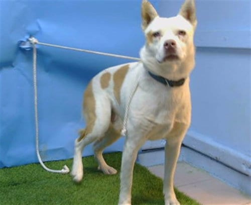 Photo of Champ, adoptable Australian Cattle Dog/Blue Heeler in Gardena, California
