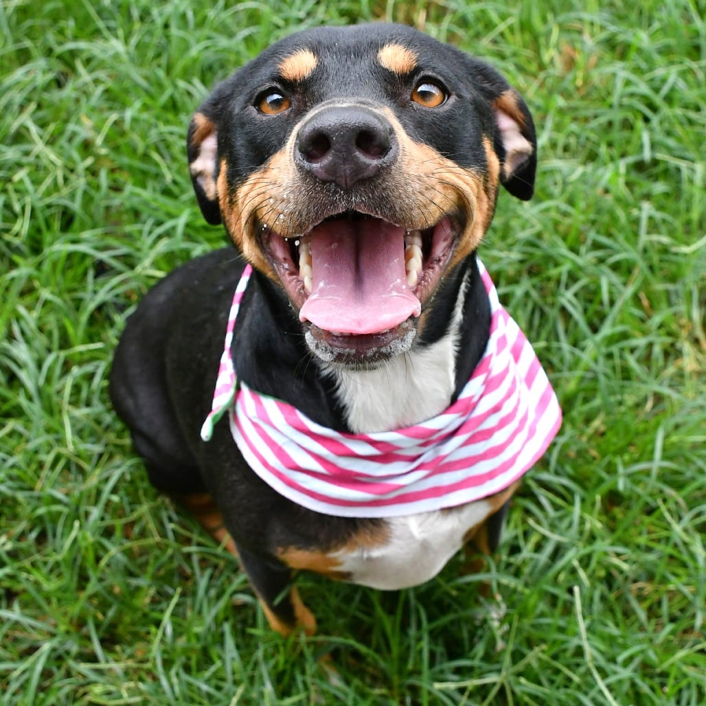 Photo of Molly, adoptable Terrier, Pit Bull in Beaumont, Texas