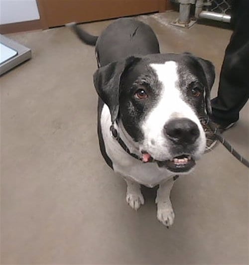 Photo of Max, adoptable Border Collie in Phoenix, Arizona
