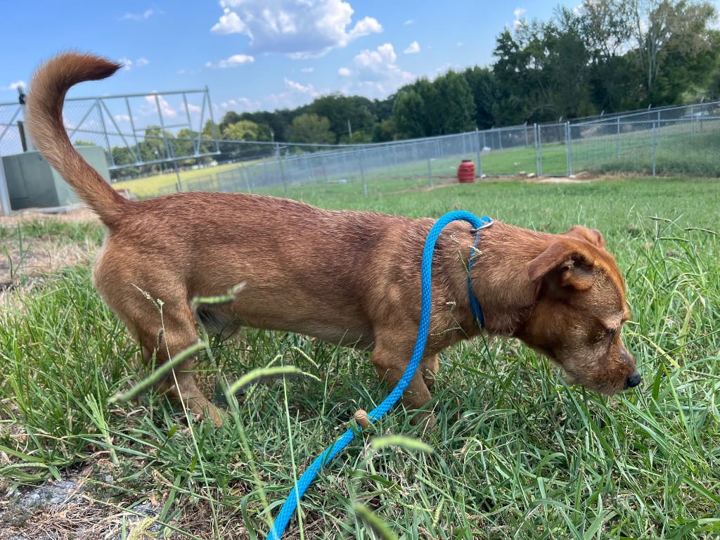Photo of Limo, adoptable Dachshund in Chickamauga, Georgia