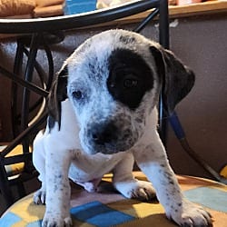 Photo of Diego meet me 2/6, adoptable Australian Cattle Dog in North Haven, Connecticut