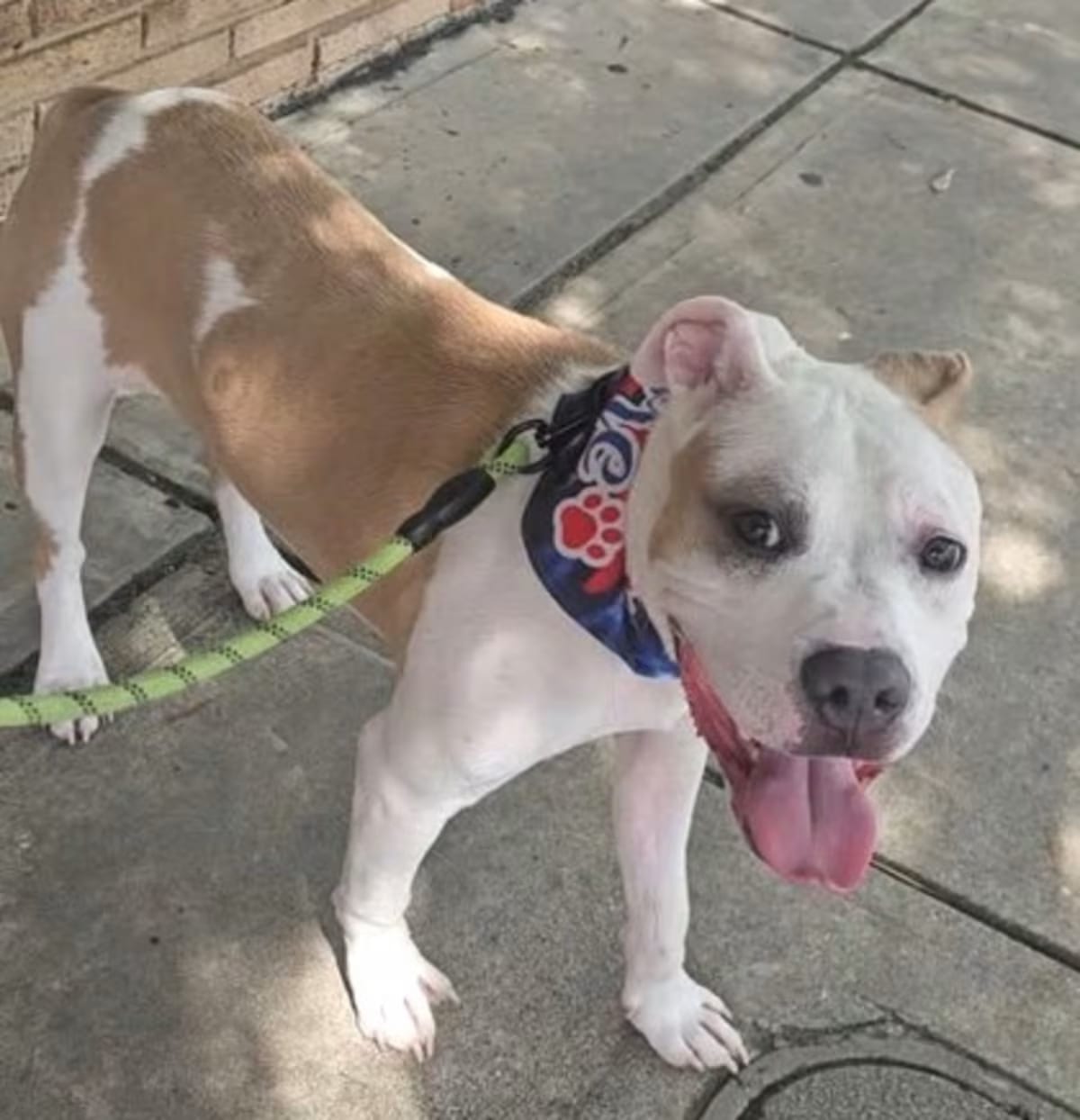Photo of Petey, adoptable American Pit Bull Terrier in Irmo, South Carolina