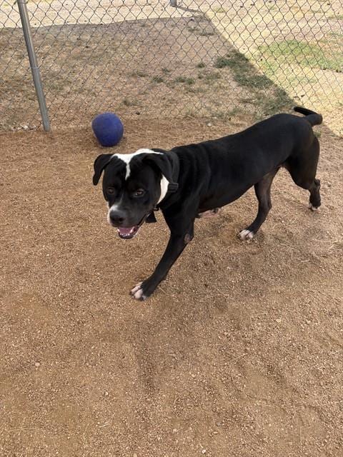 Photo of Blitz, adoptable Pit Bull Terrier in Killeen, Texas