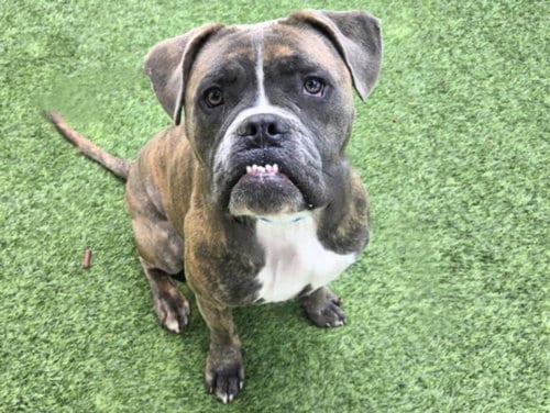 Photo of Ace, adoptable American Bulldog in Van Nuys, California
