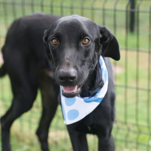 Photo of Shadow, adoptable Doberman Pinscher in San Antonio, Texas
