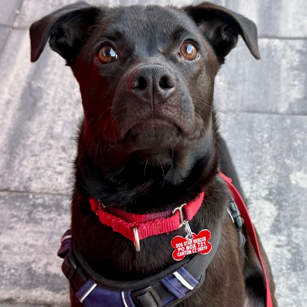 Photo of Tres, adoptable Labrador Retriever in Bloomfield, Connecticut