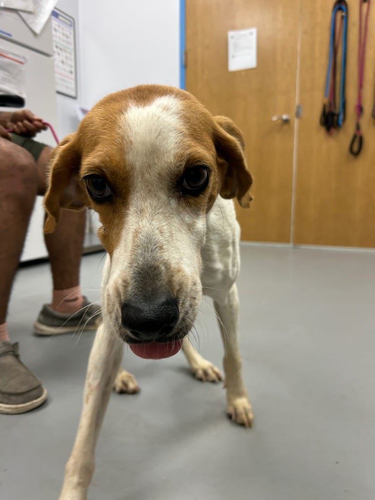 Photo of Wybie, adoptable Hound in Hartsville, South Carolina