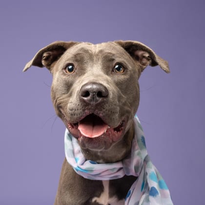Photo of Chappell, adoptable dog in Atlanta, Georgia