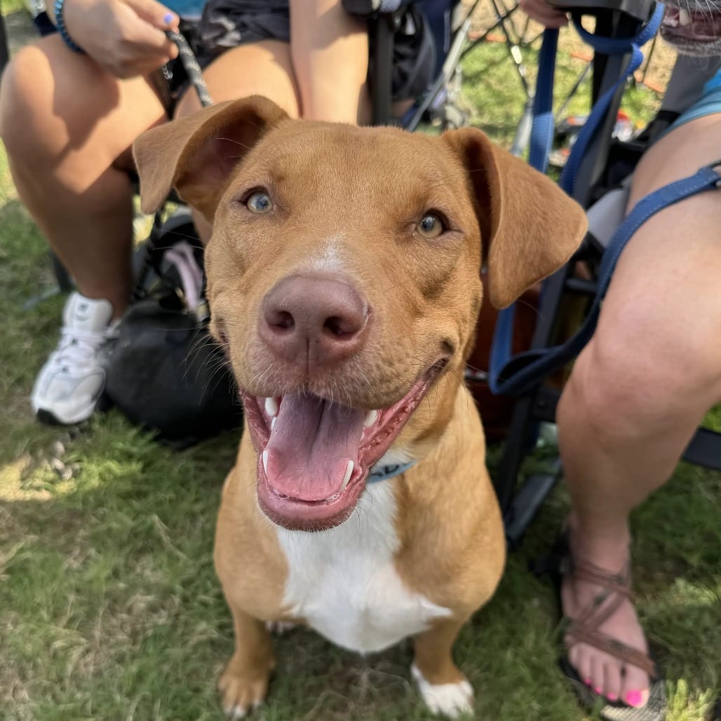 Photo of Huck, adoptable Mixed Breed (Medium) in St. Charles, Missouri