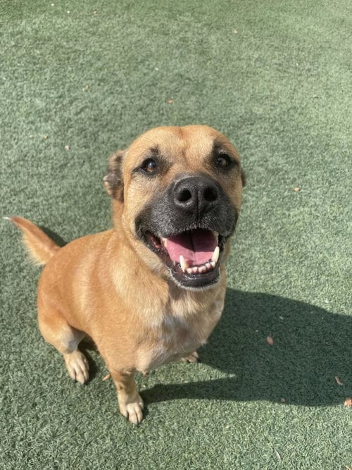 Photo of Honey, adoptable Black Mouth Cur in Rockwall, Texas