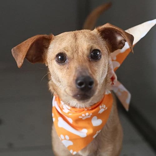 Photo of Cookie, adoptable Dachshund in San Antonio, Texas