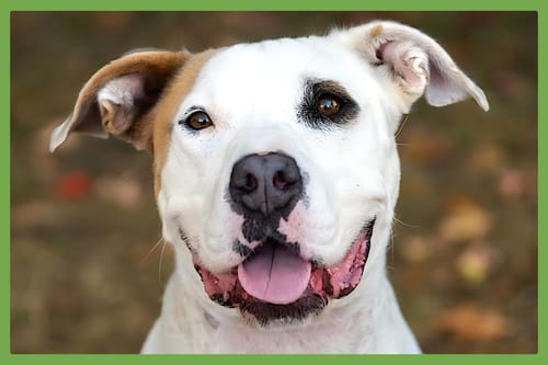 Photo of Bryce, adoptable Pit Bull Terrier in Amherst, Massachusetts