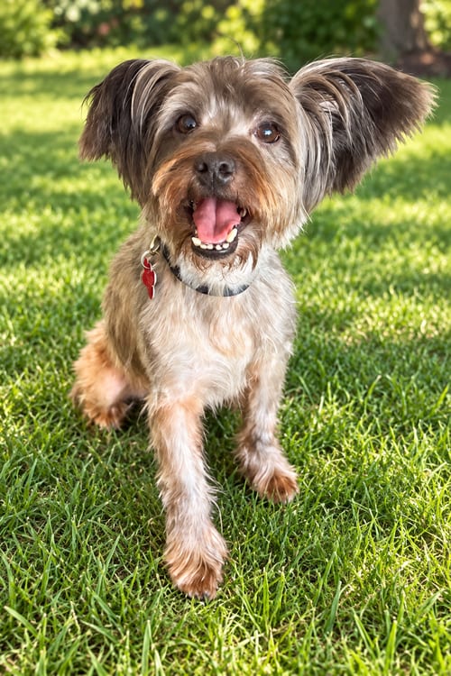 Photo of Tuggie, adoptable Silky Terrier in San Diego, California
