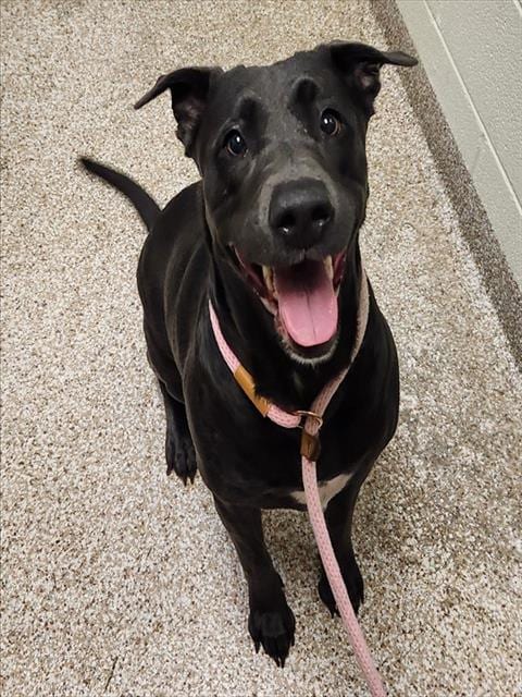 Photo of Indie, adoptable Labrador Retriever in Pueblo, Colorado