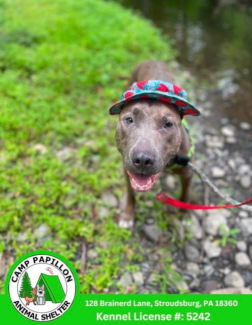 Photo of Melody, adoptable Pit Bull Terrier in Stroudsburg, Pennsylvania