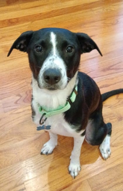 Photo of Leondra, adoptable dog in Chamblee, Georgia