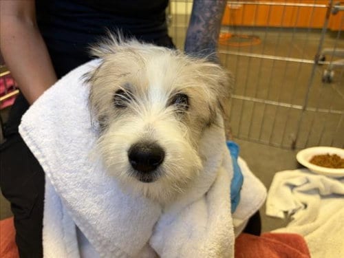 Photo of Muffy, adoptable Terrier in Santa Cruz, California