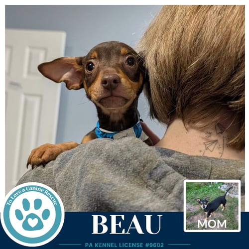 Photo of Beau (Scooters Skittles) 100326, adoptable Chihuahua in Kimberton, Pennsylvania