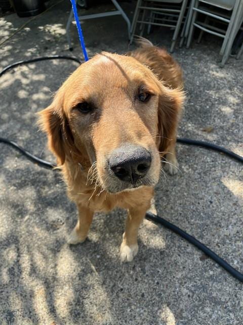 Photo of Boomer, adoptable Golden Retriever in Dallas, Texas