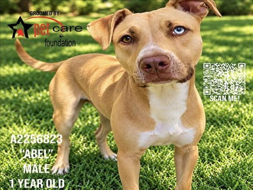Photo of Abel, adoptable Pit Bull Terrier in Los Angeles, California