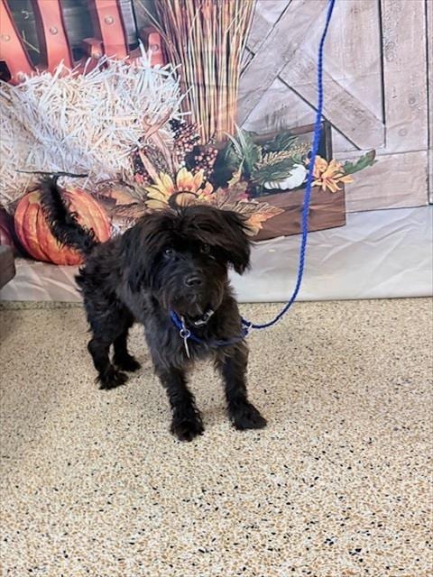 Photo of Max, adoptable Poodle (Miniature) in Miami, Florida