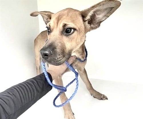 Photo of A663005, adoptable Black Mouth Cur in Houston, Texas