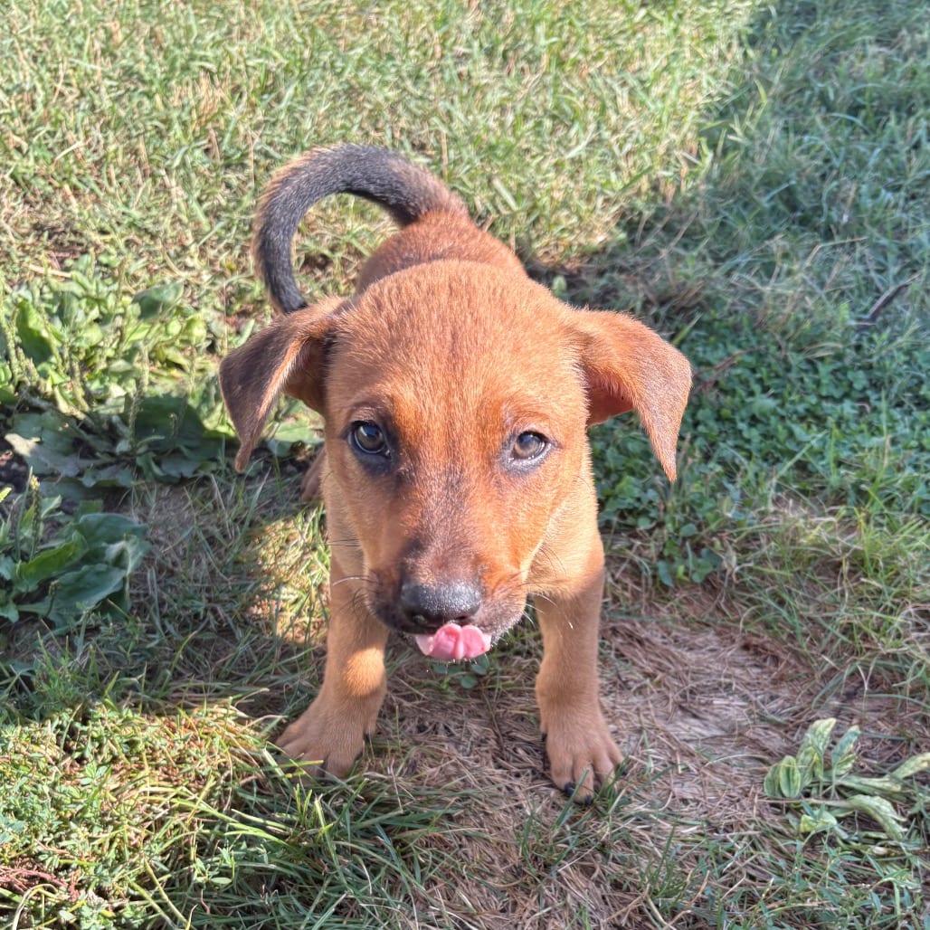 Photo of SpongeBob, adoptable Shepherd in West Des Moines, Iowa