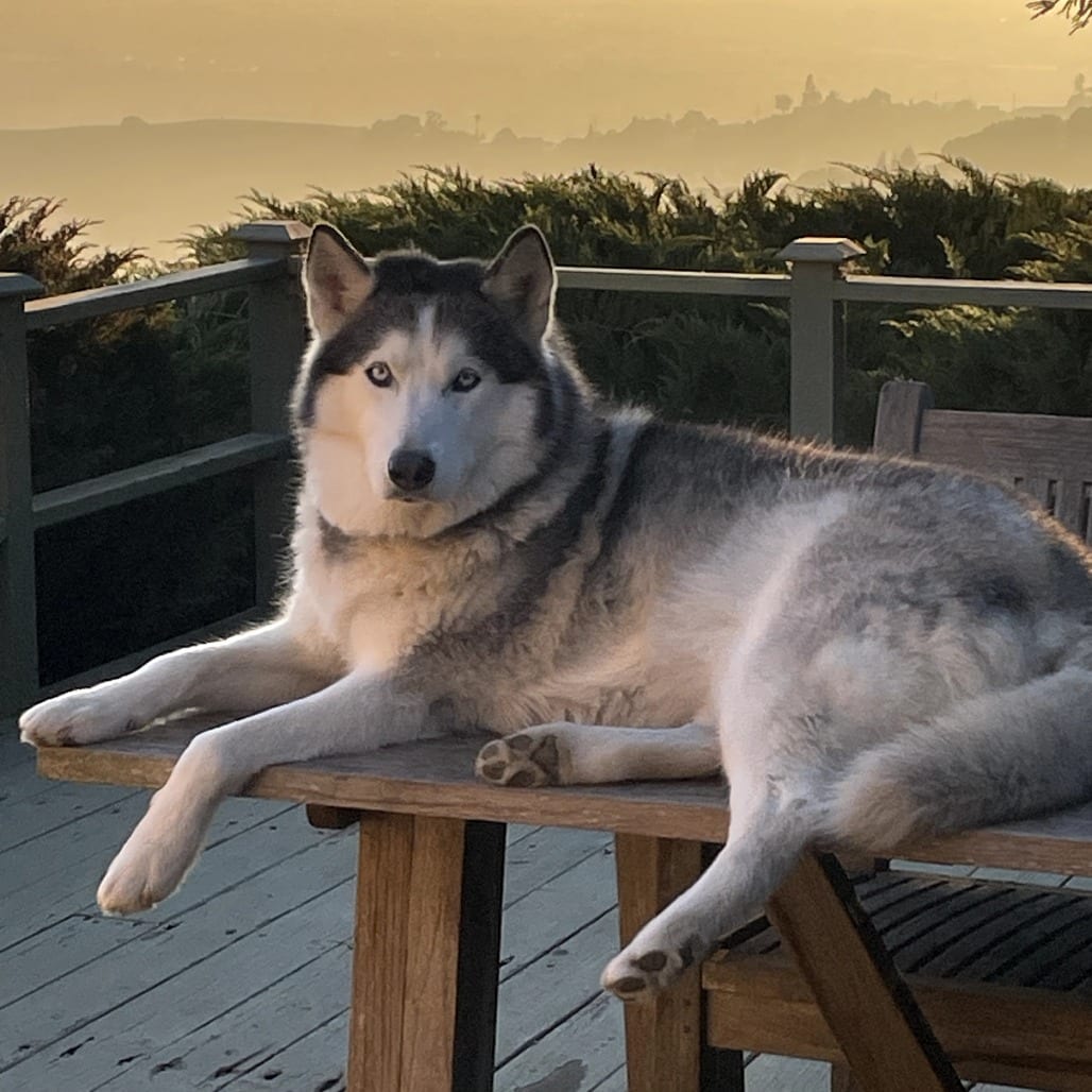 Photo of Hades, adoptable Husky / Mix in San Francisco, California