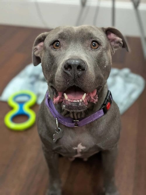 Photo of Cora, adoptable American Pit Bull Terrier in Holly Springs, North Carolina