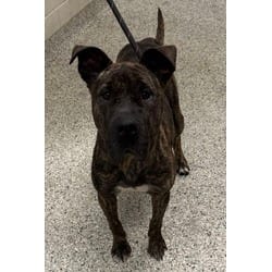 Photo of Velma, adoptable Shar Pei in Kansas City, Missouri