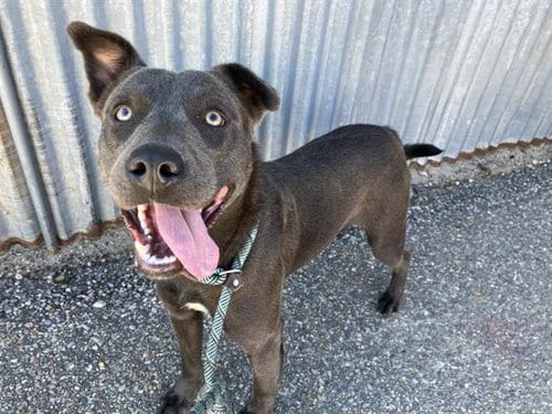 Photo of Buster, adoptable American Pit Bull Terrier in Albuquerque, New Mexico