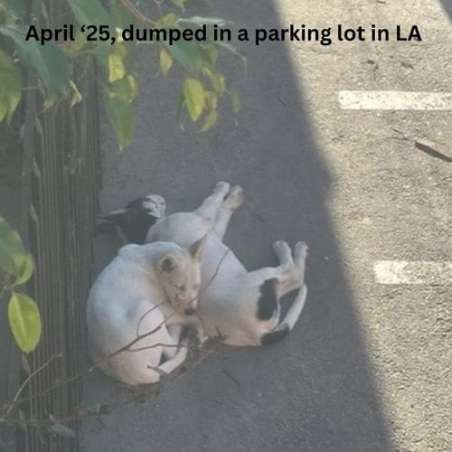 Photo of Riggs, adoptable White German Shepherd in Newport Beach, California