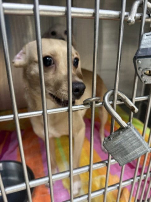 Photo of Saron, adoptable Jack Russell Terrier (Parson Russell Terrier) in San Pedro, California