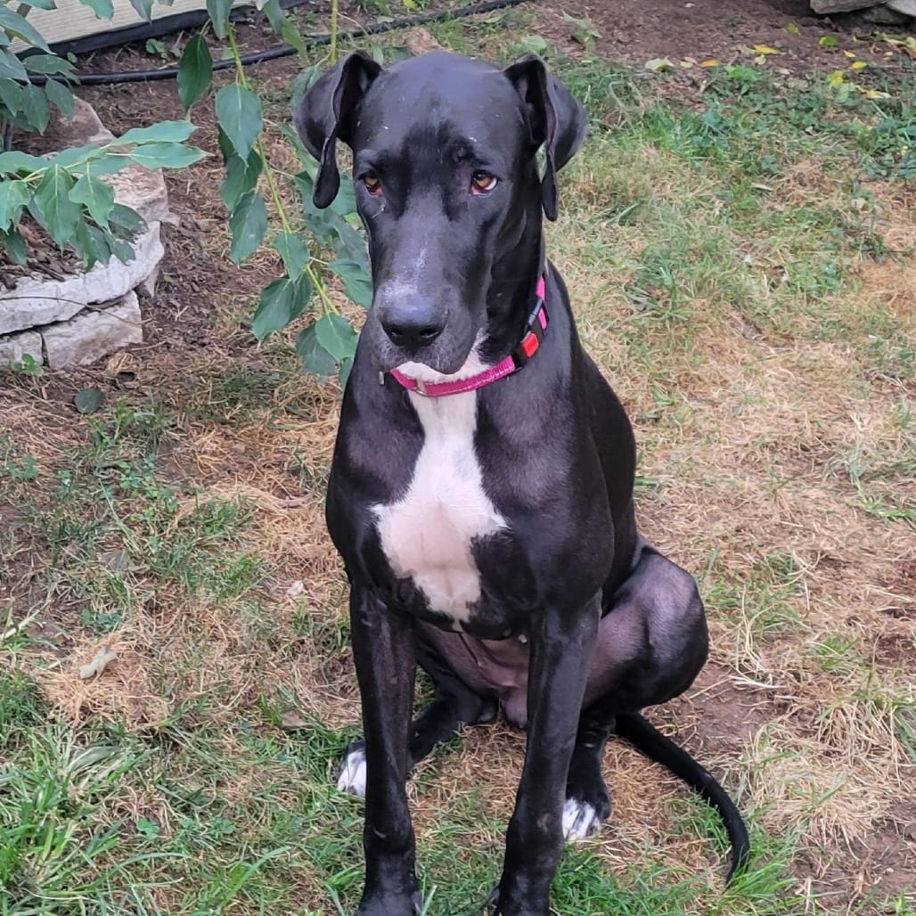 Photo of Darci, adoptable Great Dane in St. Louis, Missouri