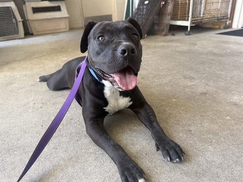 Photo of Mookie, adoptable Pit Bull Terrier in McKinleyville, California