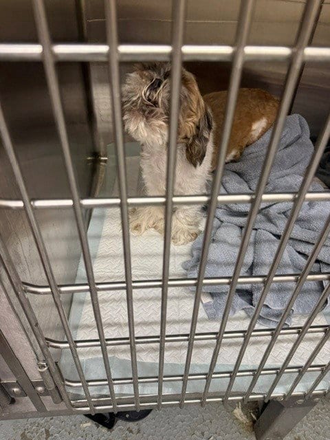Photo of Buster, adoptable Shih Tzu in Anchorage, Alaska