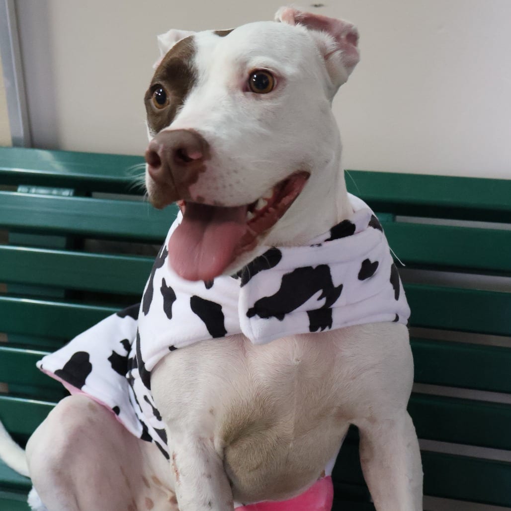 Photo of Ophelia, adoptable Terrier, American Staffordshire / Terrier, Pit Bull in San Antonio, Texas